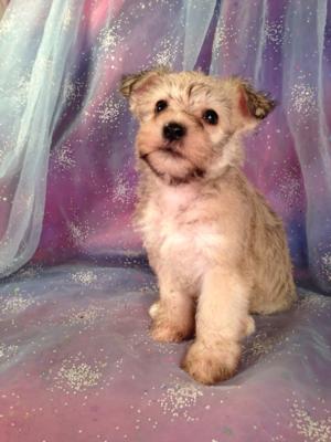 Female Schnoodle Puppy for sale #4 DOB 6-3-13|Schnoodle Breeders in Illinois and Wisconsin are welcome at Purebredpups